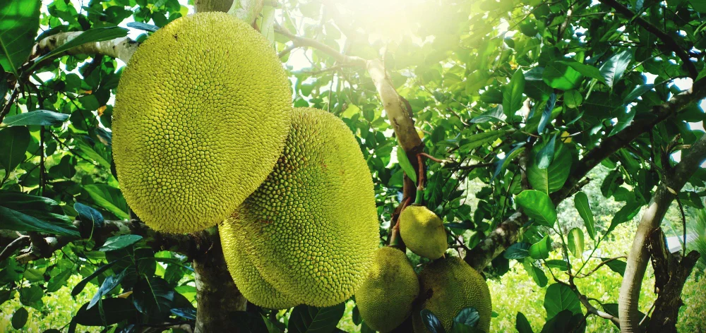 Golden crispy Kerala jackfruit chips fried in coconut oil